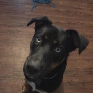 Meet your Posher, Mason